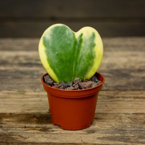 pieni herttaposliinikukka
