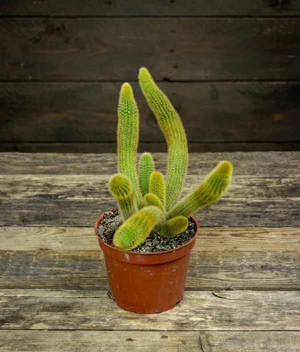 Hildewintera Aureispina