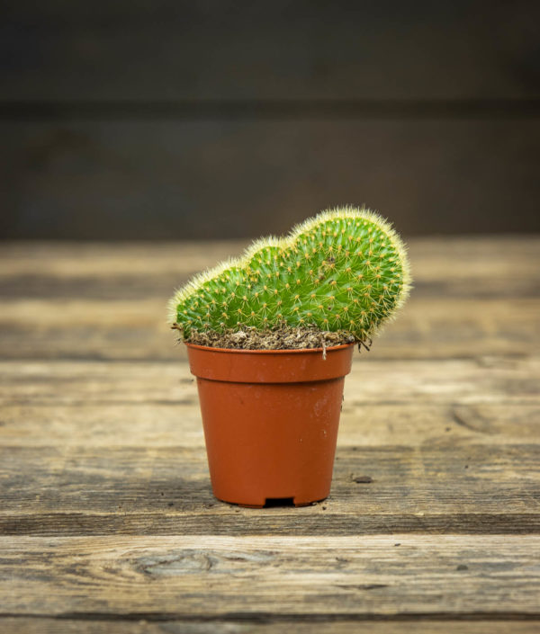 Hildewintera Aureispina Cristata