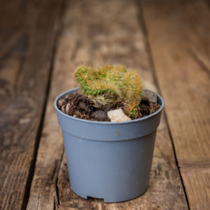 Aaltomainen ja kultapiikkinen Hildewintera aureispina f. crestata -kaktus harmaassa ruukussa puualustalla.