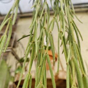 Hoya linearis