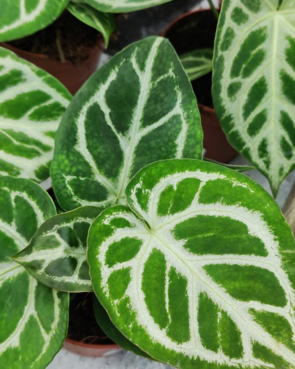 Hopeaflamingokukka Silver Blush - Image 2