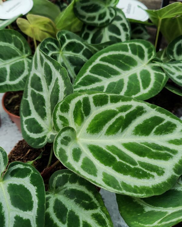 Hopeaflamingokukka Silver Blush - Image 3