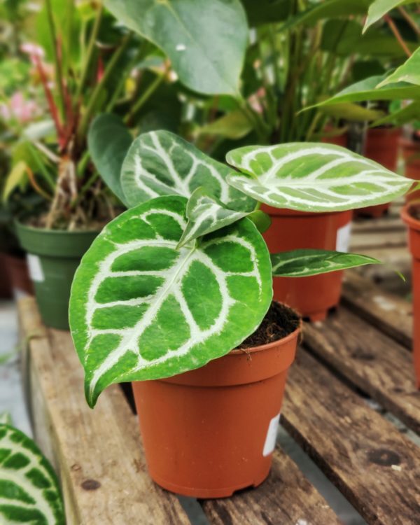 Hopeaflamingokukka Silver Blush
