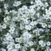 Cerastium tomentosum