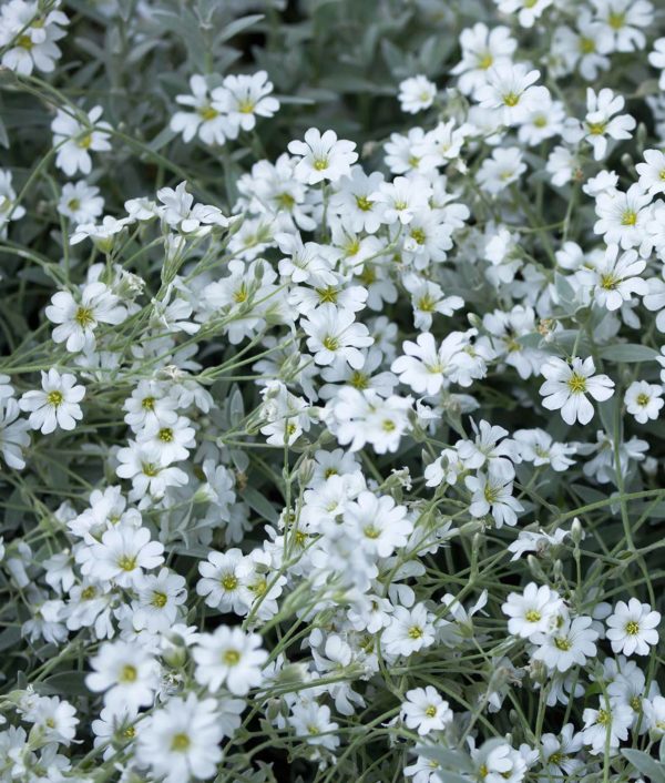 Cerastium tomentosum