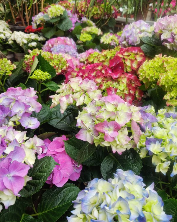 Hortensia, eri värejä - Image 2