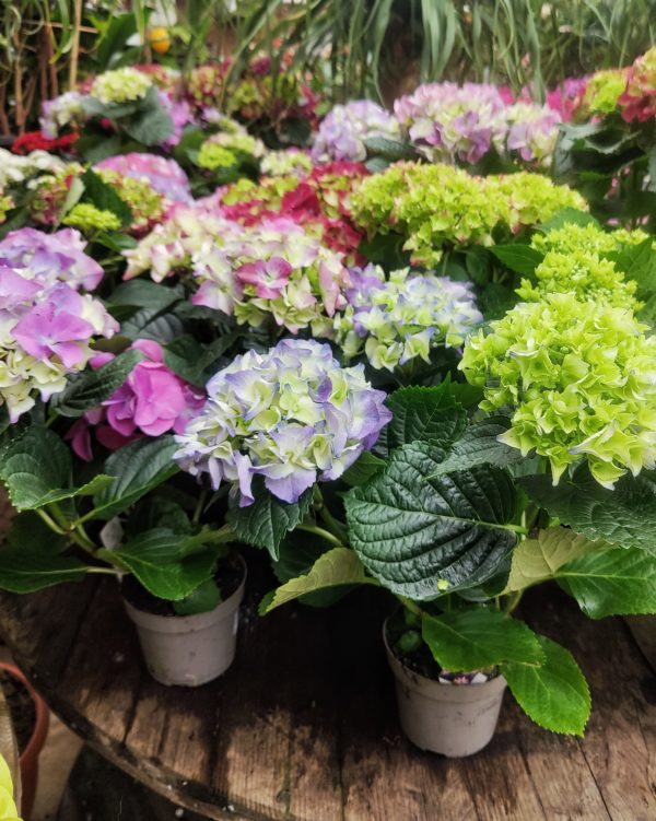 Hortensia, eri värejä - Image 3