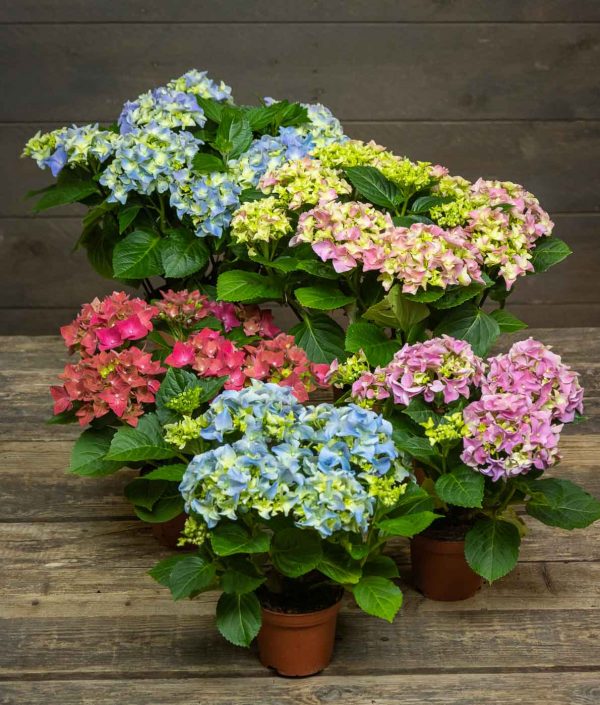 ruukkuhortensia