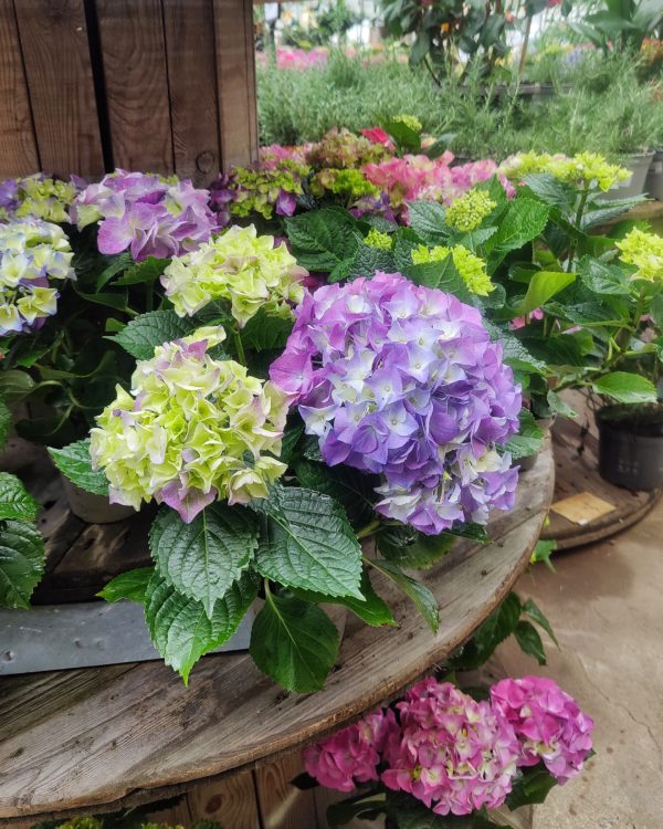 Hortensia, eri värejä - Image 4