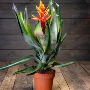 Huiskuananas
