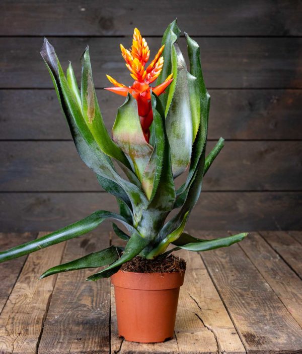 Huiskuananas