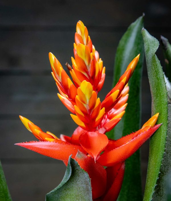 Huiskuananas - Image 2