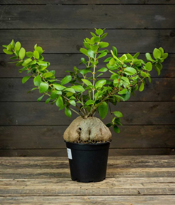 Hydnophytum Papuanum