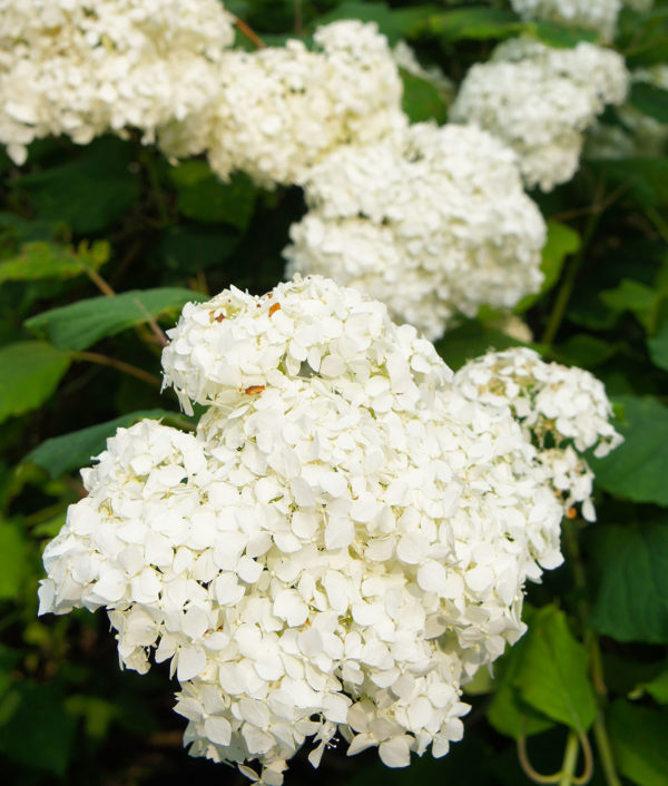 Hydrangea paniculata Silver Dollar