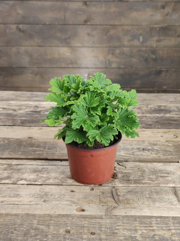 Tuoksupelargoni Orange Fizz