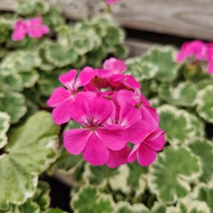 pinkki pelargoni