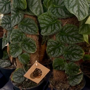 Monstera Dubia Kookostolpassa