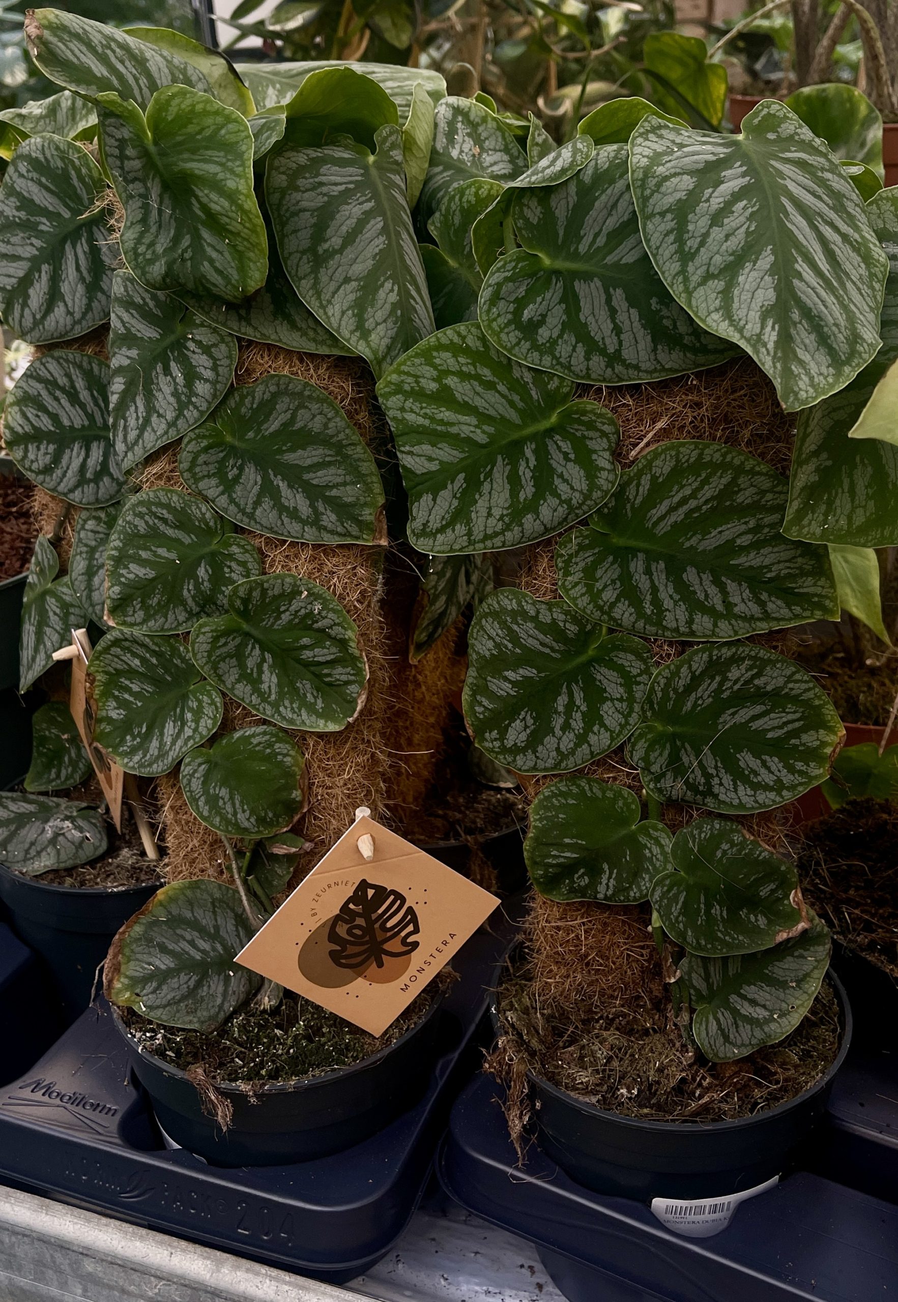 Monstera Dubia Kookostolpassa