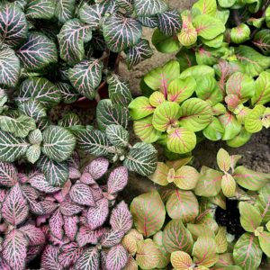 Pitsilehti Lajitelma Suuri