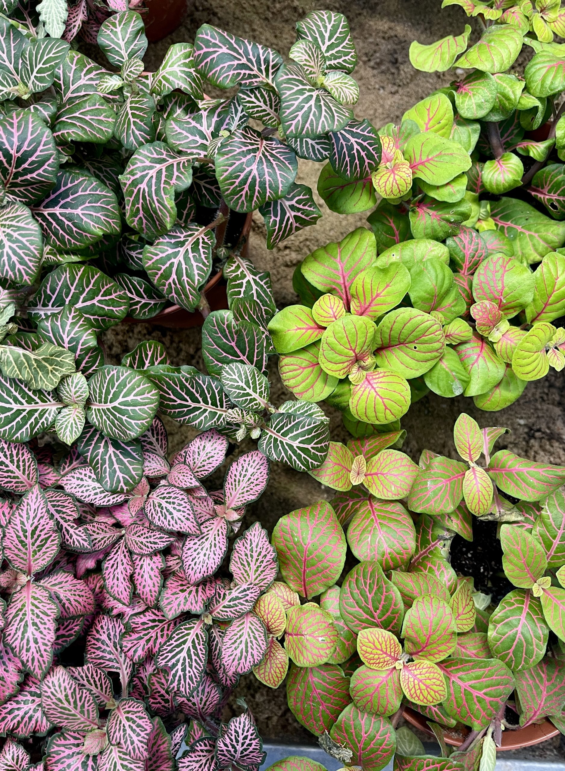 Pitsilehti Lajitelma Suuri