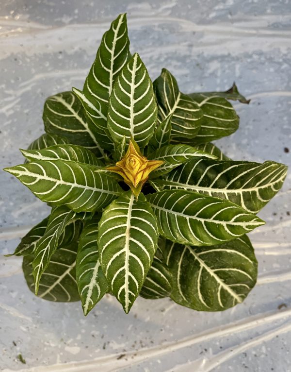 Isoleopoldinkukka Dania - Image 2