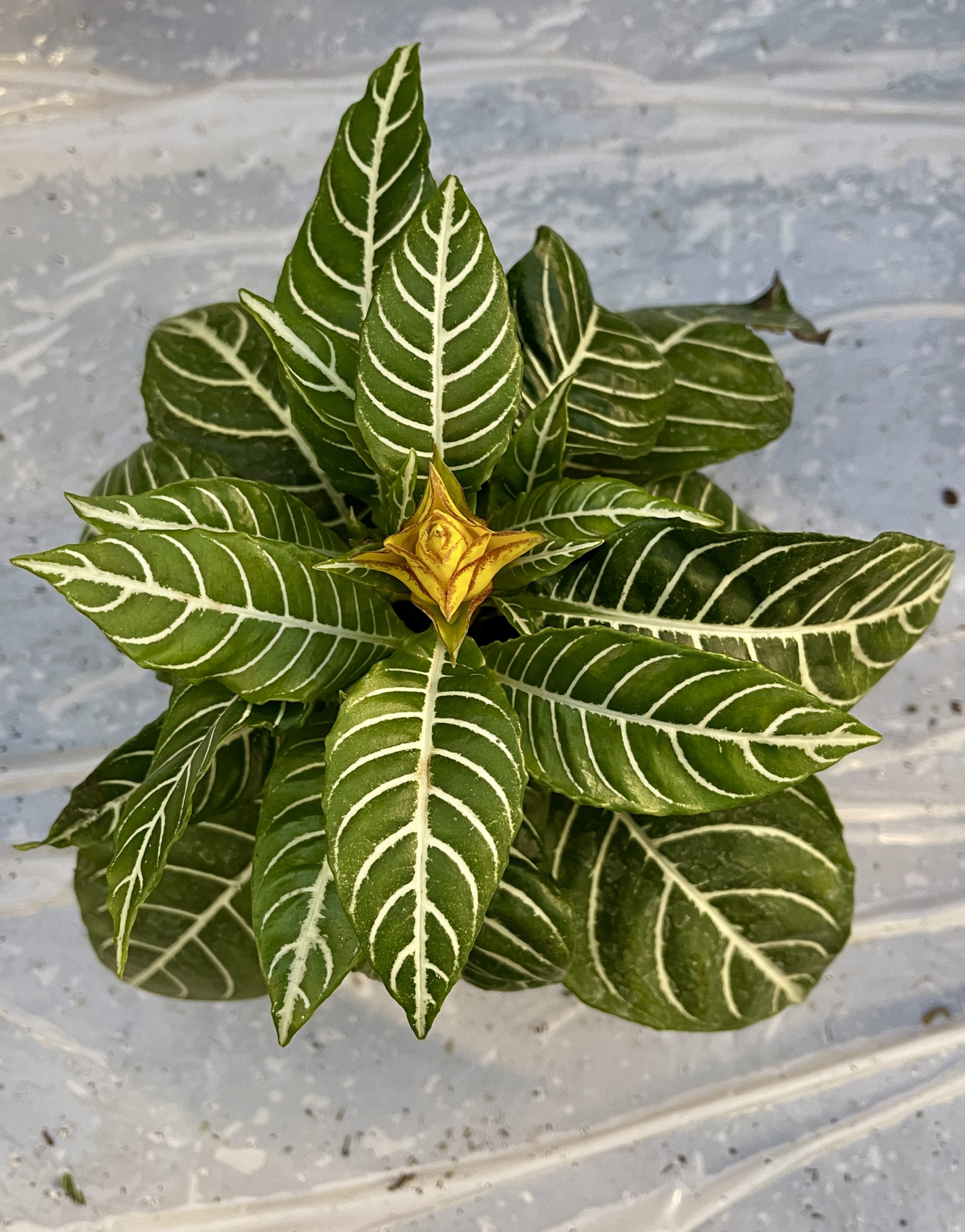 Isoleopoldinkukka Dania - Image 2