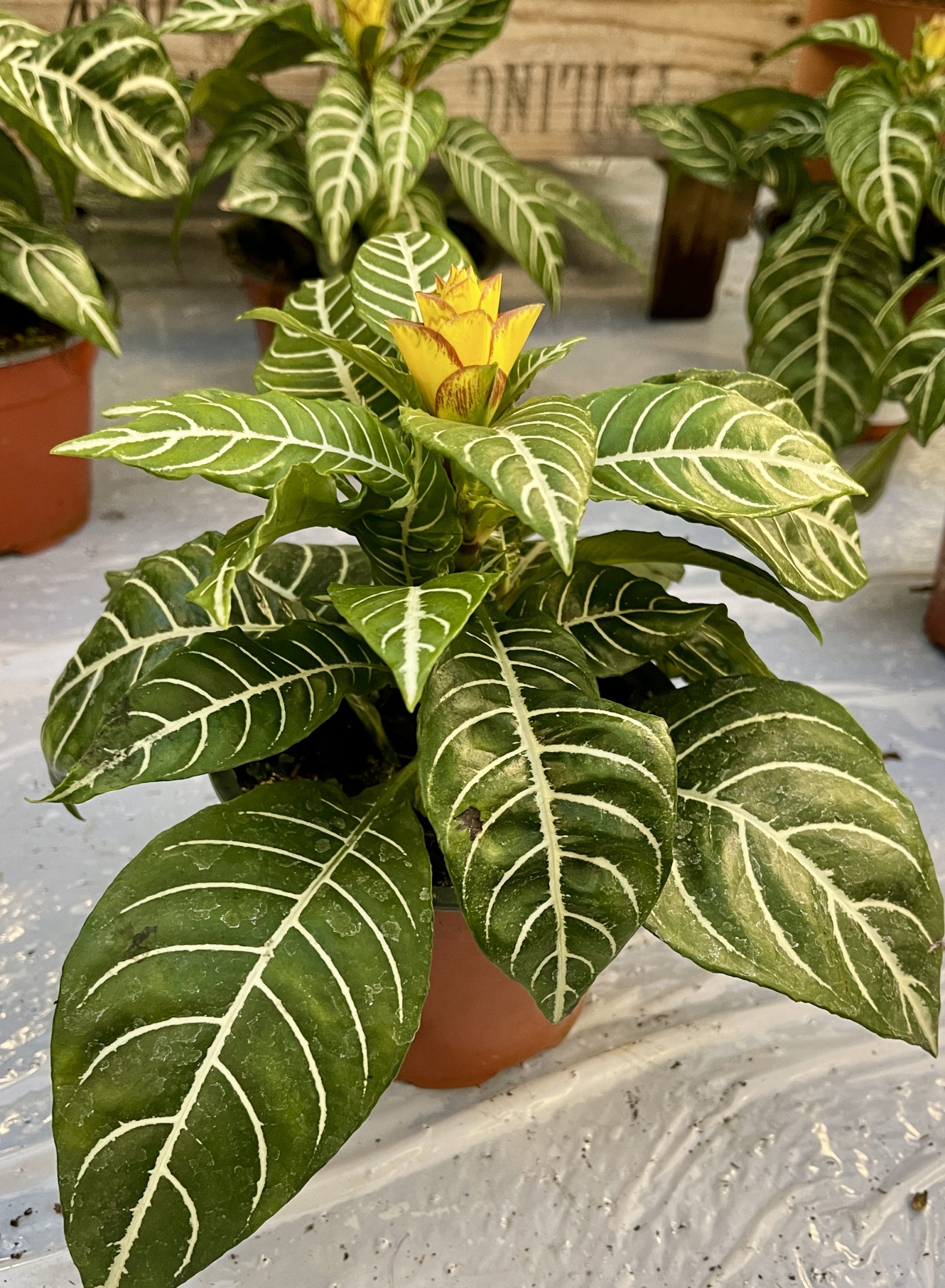 Isoleopoldinkukka Dania