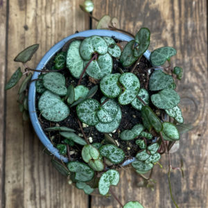 Herttalyhty Silver Glory