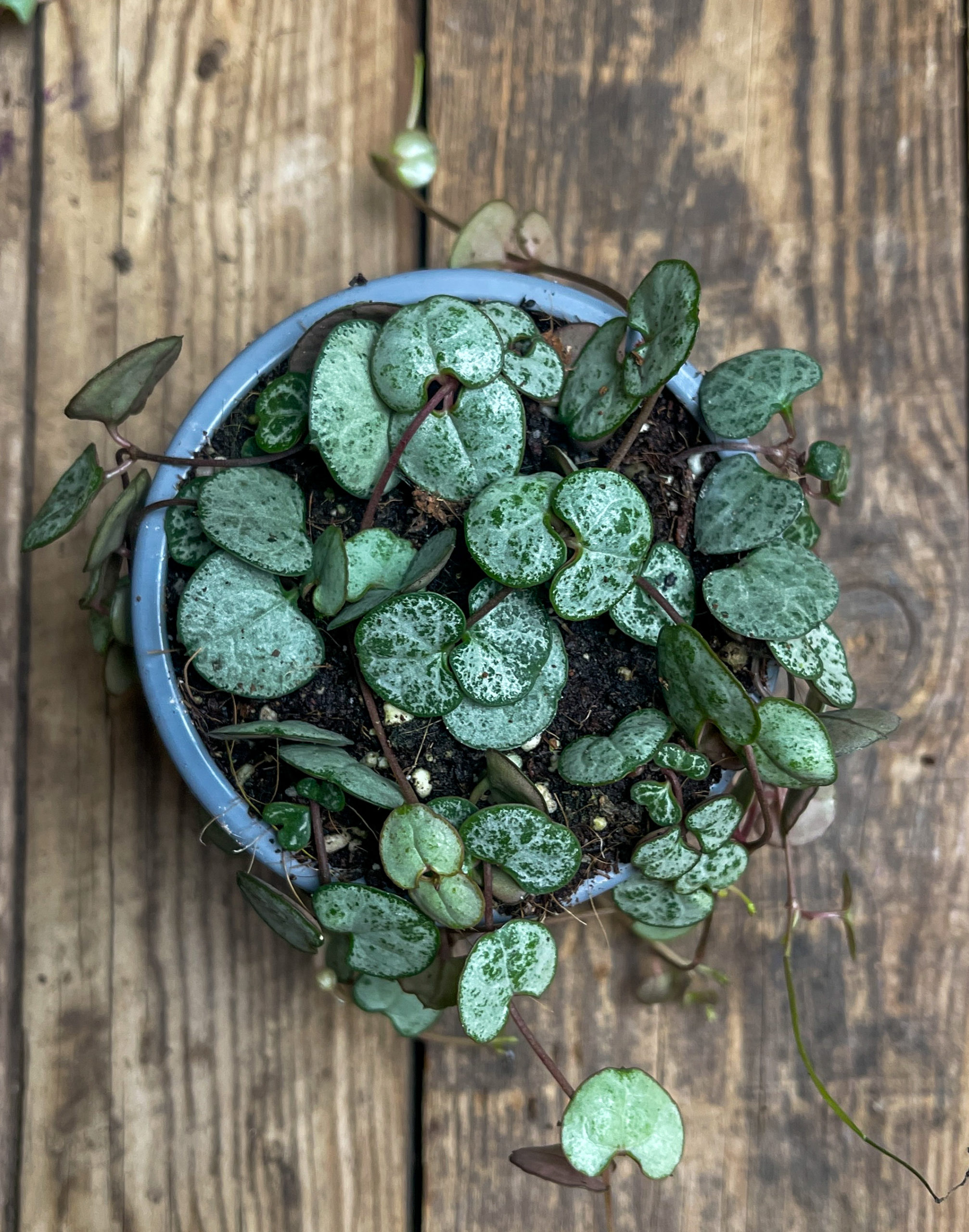 Herttalyhty Silver Glory