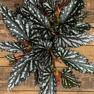 Pilkkubegonia Spotlight Dark