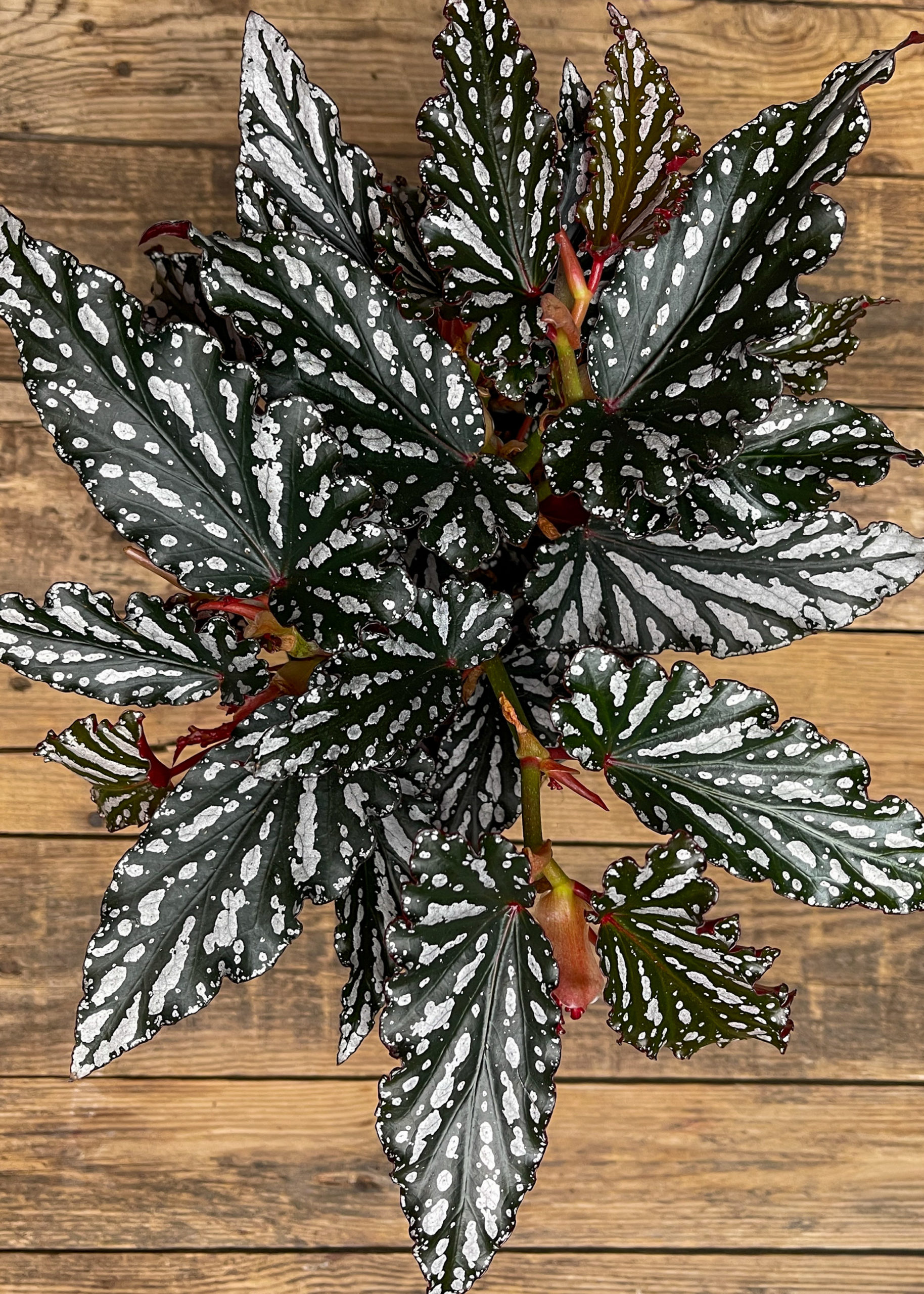 Pilkkubegonia Spotlight Dark
