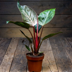 Köynnösvehka Birkin ruukussa puulattialla, tummanvihreät lehdet joissa on ohuita valkoisia raitoja.