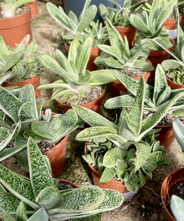 Sarviaaloe R8,5