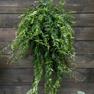 Soihtuköynnös Japhrolepis Amppeli