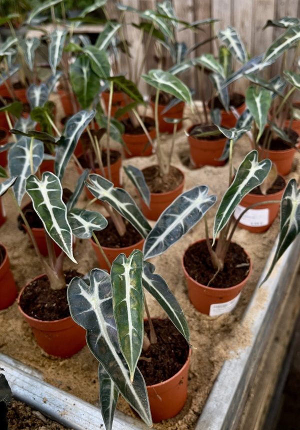 alokasia bambino