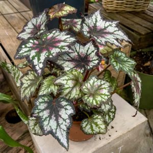 Begonia Night Owl