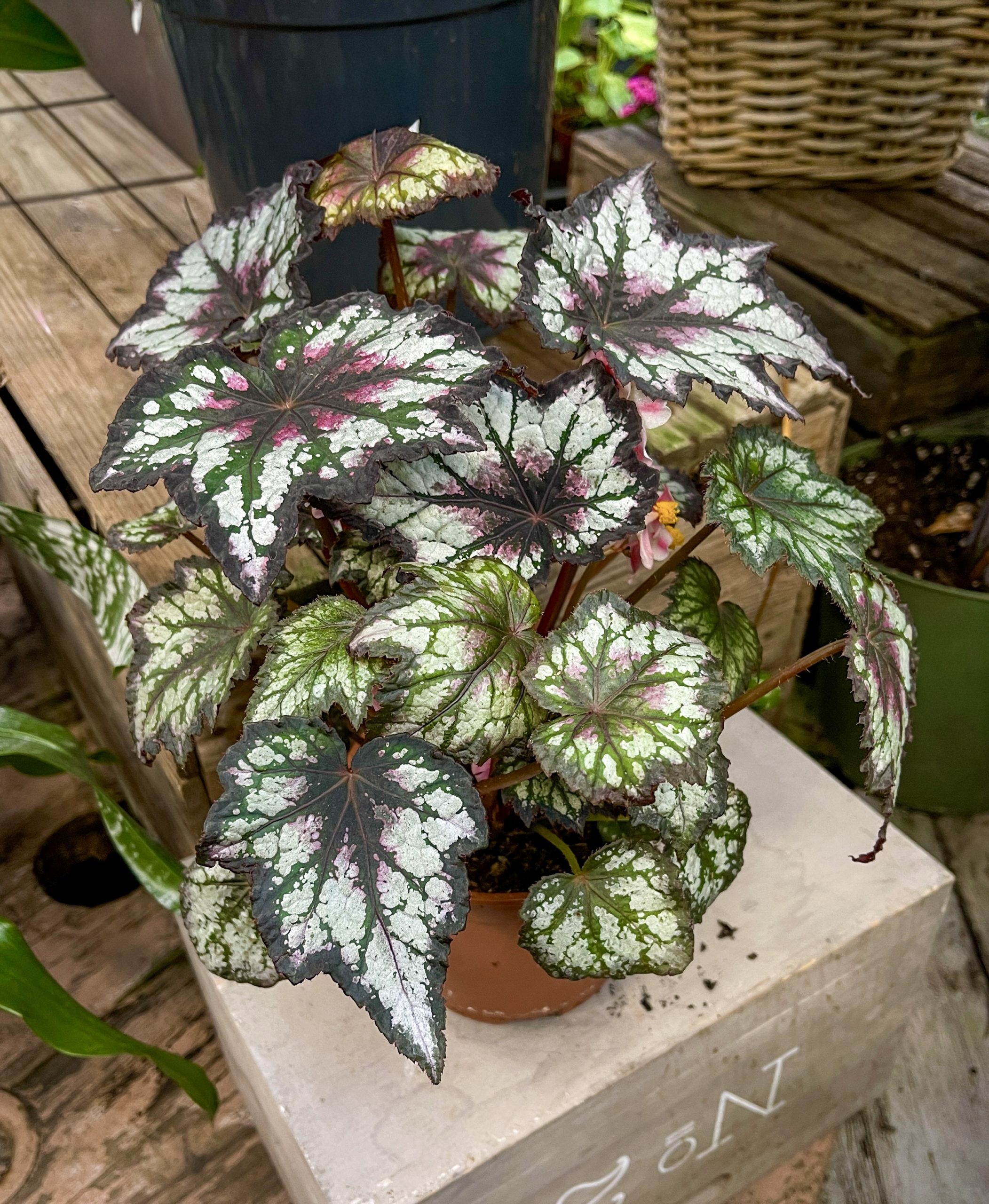 Begonia Night Owl