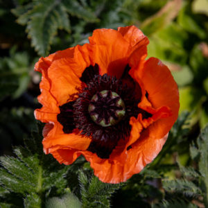 papaver