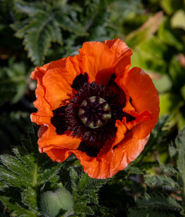 papaver