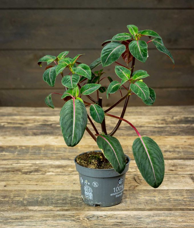 Palsami Impatiens Morsei Velvetea Pukinm en Puutarha palsami-impatiens-morsei-velvetea-pukinm-en-puutarha