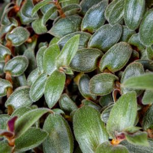 Intiankarvajuoru lehdet