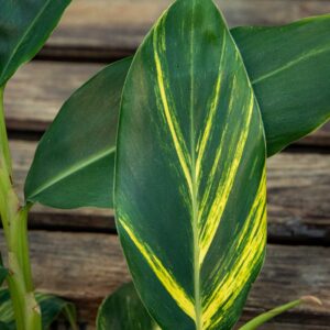 Keltavihreäkirjava isogalangajuuri (Alpinia zerumbet 'Variegata') ruukussa puutaustaa vasten.