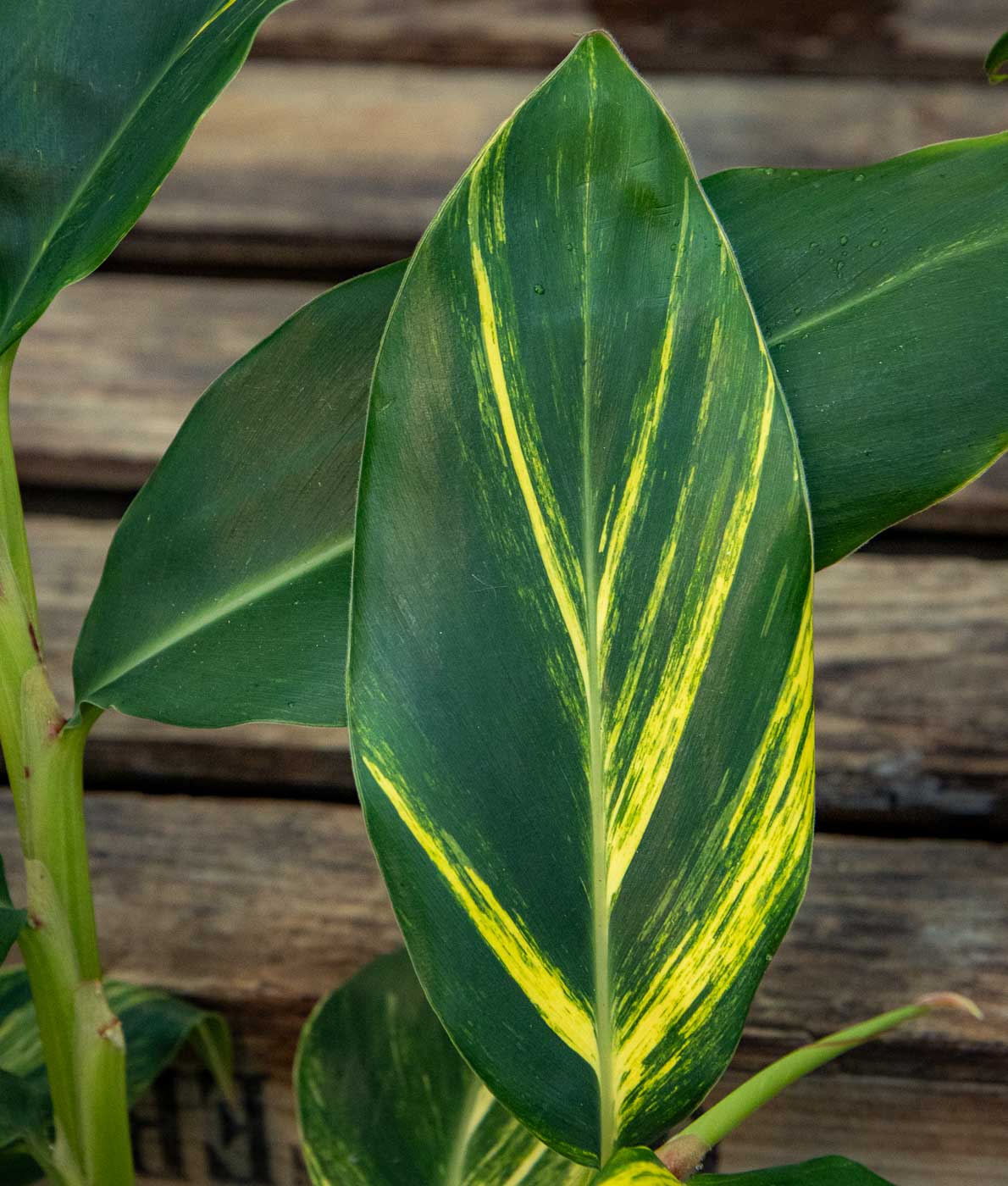 Keltavihreäkirjava isogalangajuuri (Alpinia zerumbet 'Variegata') ruukussa puutaustaa vasten.