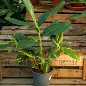 Keltavihreäkirjava isogalangajuuri (Alpinia zerumbet 'Variegata') ruukussa puutaustaa vasten.