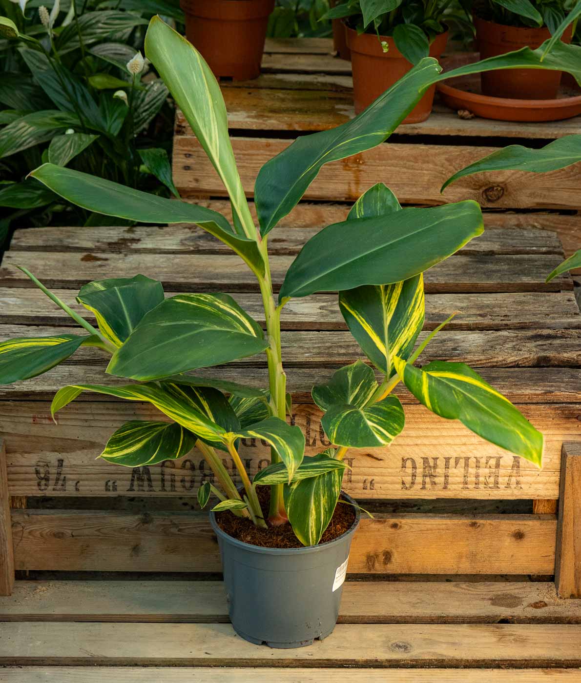 Keltavihreäkirjava isogalangajuuri (Alpinia zerumbet 'Variegata') ruukussa puutaustaa vasten.