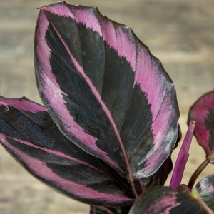 Calathea Princess Jessie