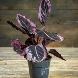 Calathea Princess Jessie
