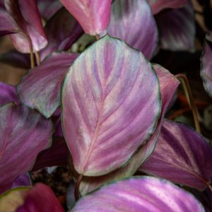 Calathea