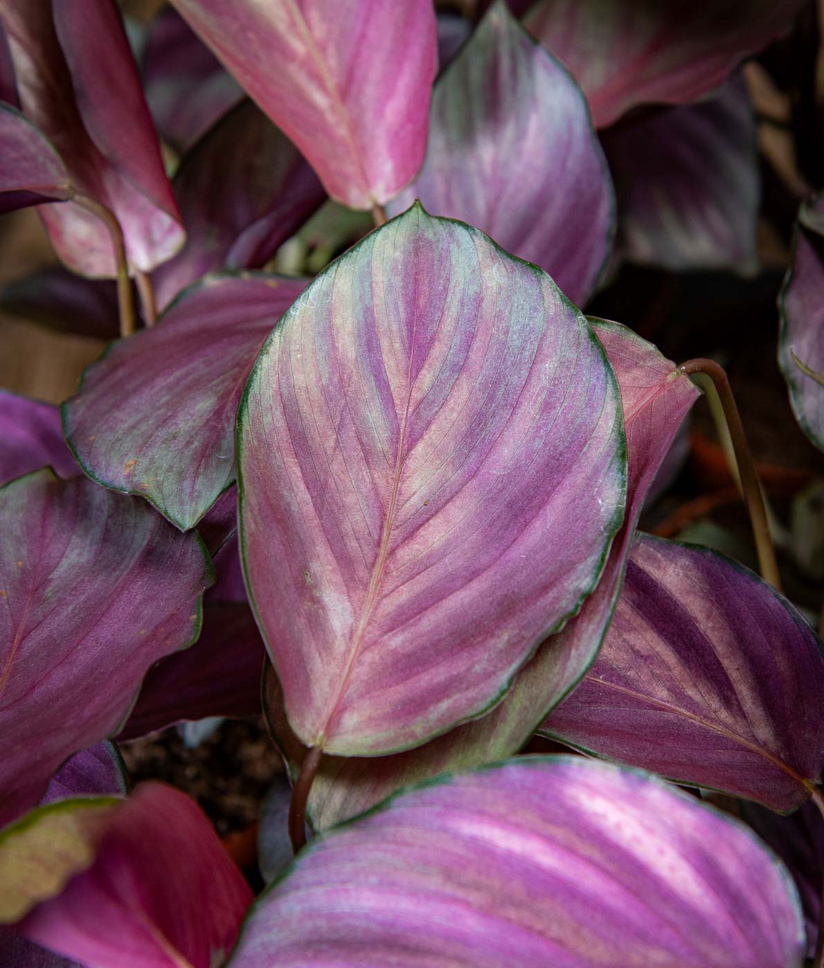 Calathea